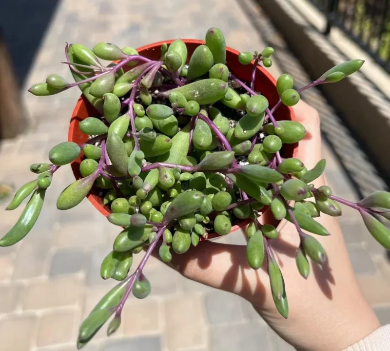 Ruby Succulent Ruby Necklace Succulent Live Plant - Othonna Capensis