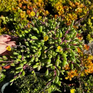 Ruby Necklace Succulent Live Plant - Othonna Capensis - Trailing Succulent - 2 inch Pot - Image 4