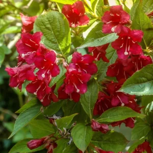 Ruby Red Weigela Shrub Live Plant - Fragrant Blooms, 4-Inch Pot, Outdoor - Image 2