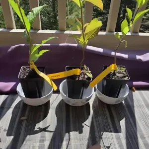 Ruby Red Weigela Shrub Live Plant - Fragrant Blooms, 4-Inch Pot, Outdoor - Image 6