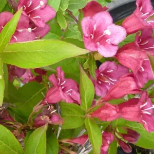 Ruby Red Weigela Shrub Live Plant - Fragrant Blooms, 4-Inch Pot, Outdoor - Image 8