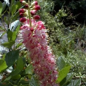 Ruby Spice Summersweet Live Plant - Clethra alnifolia - Fragrant Shrub - 4 inch Pot - Image 3