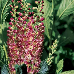 Ruby Spice Summersweet Live Plant - Clethra alnifolia - Fragrant Shrub - 4 inch Pot - Image 1