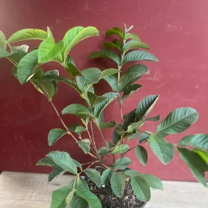 Ruby Supreme Guava Plant - Live Pink Guava Tree in 10" Pot, Psidium guajava - Image 2