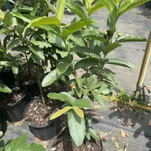 Ruby Supreme Red Guava Live Plant - Air Layered Tree 2-4 ft Tall - Tropical Fruit - Image 2