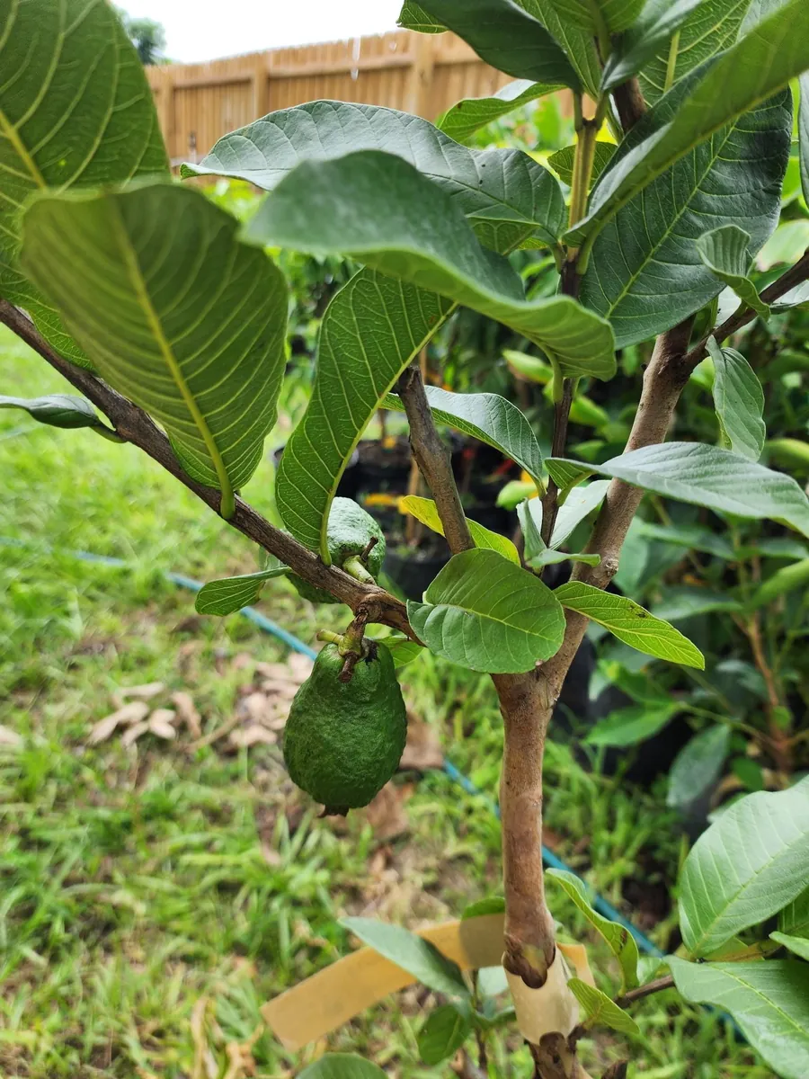 Ruby Supreme Red Guava Tree Live Plant - Fruiting 2-4 ft Tall - Air Layered - Image 1