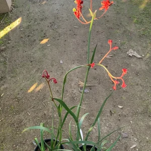 Ruby Velvet Kangaroo Paw Live Plant - 1 Gallon Pot - Outdoor - Image 2