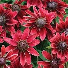 Rudbeckia Hirta Black-Eyed Susan Live Plant – Gloriosa Daisy Starter – Cut Flower & Pollinator Garden - Image 2