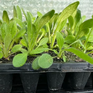 Rudbeckia Hirta Black-Eyed Susan Live Plant – Gloriosa Daisy Starter – Cut Flower & Pollinator Garden - Image 5