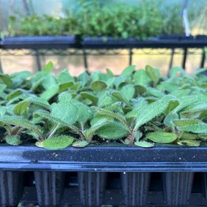 Rudbeckia Hirta Black-Eyed Susan Live Plant – Gloriosa Daisy Starter – Cut Flower & Pollinator Garden - Image 7