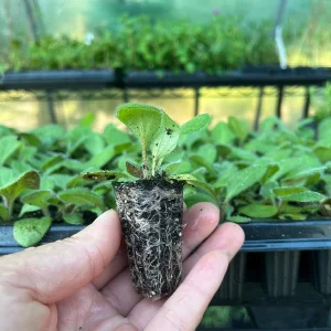 Rudbeckia Hirta Black-Eyed Susan Live Plant – Gloriosa Daisy Starter – Cut Flower & Pollinator Garden - Image 9