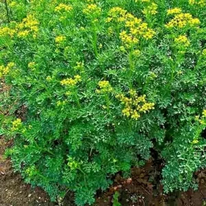Rue Seeds 300+ Heirloom Medicinal Herb Seeds - Outdoor Perennial, Pest Repellent - Image 2