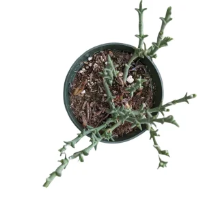 Ruschia uncinata 'Doringvygie' Succulent Live Plant - Drought Tolerant - Image 3