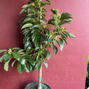 Russell Avocado Live Tree – Grafted Plant – 3 Gallon Pot – Outdoor Fruit Tree - Image 4
