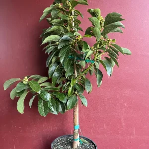 Russell Avocado Live Tree – Grafted Plant – 3 Gallon Pot – Outdoor Fruit Tree - Image 5