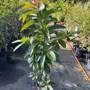 Russell Avocado Tree - Grafted Live Plant, 3 Gallon, 3 Feet Tall - Image 3