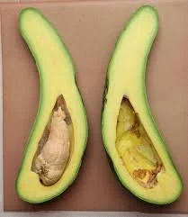 Russell Avocado Tree - Grafted Live Plant, 3 Gallon, 3 Feet Tall - Image 1