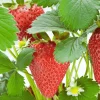 Rutgers D'light Strawberry Roots – Ever-Bearing Bare Root Plants – Sweet, Juicy Berries – USDA Zones 4-8 - Image 1