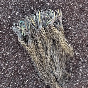 Rutgers Scarlet Strawberry Roots – June Bearing Bare Root Plants – Large Sweet Firm Berries - Image 2