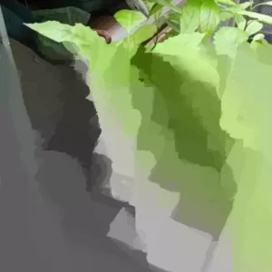 Avocado Live Plant - Up to 2 ft Tall - Tropical Fruit Tree for Indoor/Outdoor - Image 3