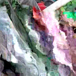 Electric Blue Gecko Colocasia Live Plant - Blue Elephant Ear, Tropical Foliage - Image 1