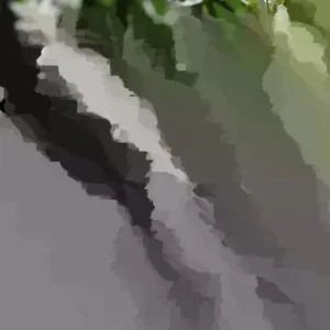 Canadian Serviceberry Live Plant - 2 ft Tall Amelanchier Canadensis Outdoor Shrub - Image 1