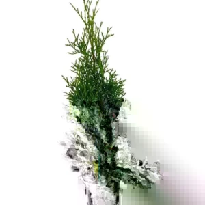 Emerald Green Arborvitae Live Plant 1-2.5 ft Tall - Thuja occidentalis 'Smaragd' Outdoor Evergreen Tree - Image 1