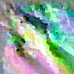 Elderberry Live Plant - Outdoor Fruit Shrub, Edible Berries, Attracts Pollinators - Image 1