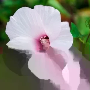 Swamp Rose Mallow Live Plant - Hardy Hibiscus Moscheutos - Well Rooted - Image 3