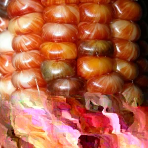 Glass Gem Heirloom Indian Corn Seeds - 100 Organic Non-GMO Rainbow Native Cherokee - Image 1