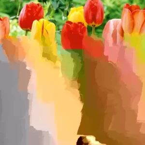 20 Mixed Tulip Flower Bulbs - Perennial Spring Garden Flowers, Pre-Chilled - Image 4