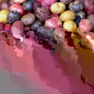 Organic Potato Seed Tubers Mix - Purple, Red, Yukon, Russet - 2 Pounds for Planting - Image 2