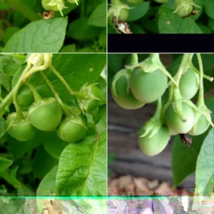 Yukon Gold True Potato Seeds - 50 Organic Yellow Mix Potato Seeds for Planting - Image 1