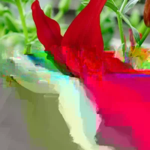 Ranunculus Flower Bulbs - 30 Mixed Corms for Wedding & Garden Flowers, Perennial - Image 2