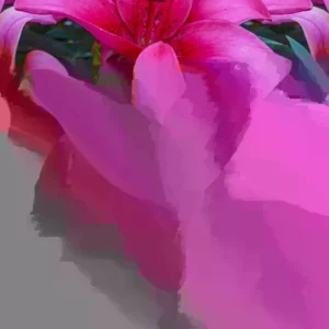 10 Asiatic Lily Flower Bulbs Mix - Perennial Outdoor Plant for Butterfly Gardens - Image 7