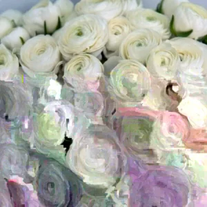 15 White Ranunculus Flower Bulbs - Peony Rose Corms, Buttercup Type for Gardens & Weddings - Image 3