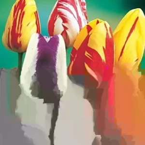 5 Tulip Flower Bulbs Mixed Colors Rembrandt Tulips - Easy Grow Perennial - Image 5