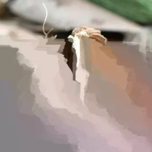 Ranunculus Mix Corms - 20 Flower Bulbs, Purple Gold Yellow Red Pink - Image 5