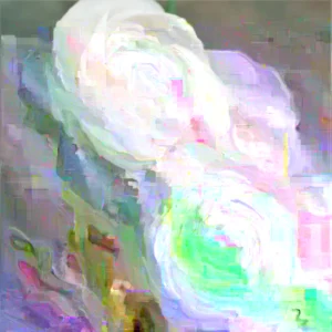 Ranunculus Flower Bulbs – Red Corms – 10 Count – Perennial Flowers - Image 2