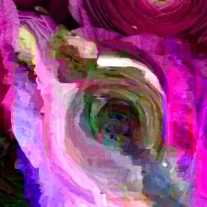 Purple Ranunculus Bulbs - 30 Quality Corms for Planting - Indoor & Outdoor Flowers - Image 3