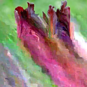 Black Parrot Tulip Bulbs - 10 Count Unique Flowers Spring Garden - Image 5