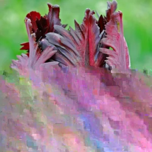 Black Parrot Tulip Bulbs - 10 Count Unique Flowers Spring Garden - Image 1