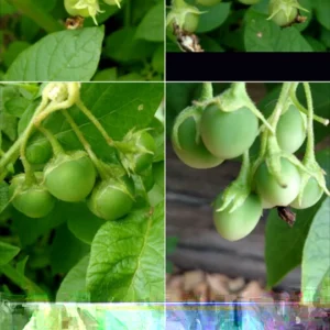 Yukon Gold True Potato Seeds - 50 Organic Yellow Mix Seeds for Planting - Image 4