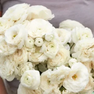 White Ranunculus Flower Bulbs - 15 Peony Rose Buttercup Corms for Florists & Weddings - Image 2