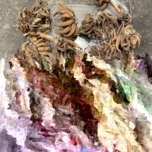 Ranunculus Flower Bulbs - 20 Mixed Corms for Garden & Wedding Flowers - Image 7