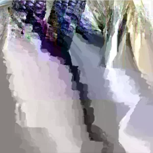 Blue Hopi Sweet Flour Corn Seeds - 1 Lb Organic Heirloom Non-GMO - Image 1