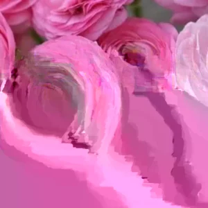 Ranunculus Flower Bulbs - 15 Rainbow Mix Corms - Perennial Flowers for Garden - Image 4