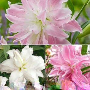 Oriental Lily Flower Bulbs - 3 Mix Double Flowers Pink & White - Perennial Outdoor - Image 2
