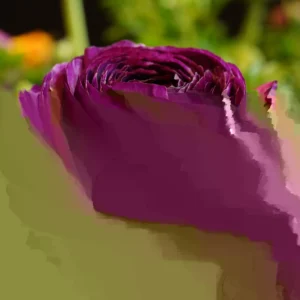 Purple Ranunculus Flower Bulbs - 15 Corms, Peony Rose Buttercup Type for Garden - Image 1