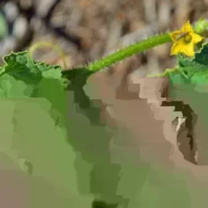 Ranunculus Flower Bulbs 12 Pink Picotee Corms for Garden & Wedding Bouquets - Image 2